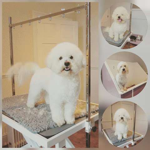 Doll House Dogs Gainsborough Grooming photo